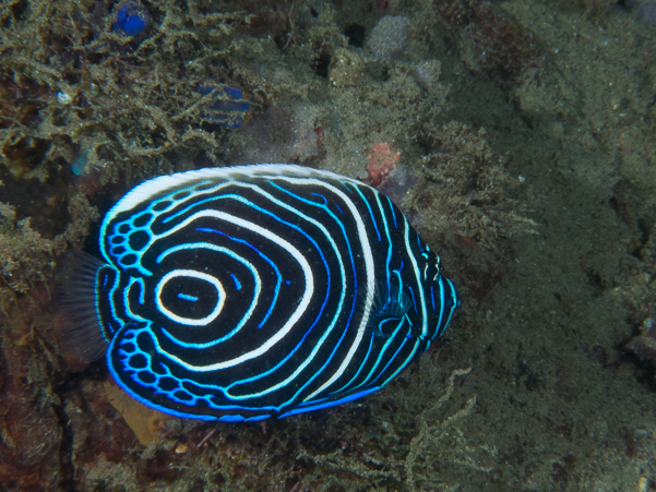 Emperor Angelfish (juvenile)