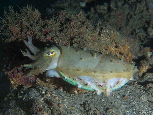 Dwarf Cuttlefish