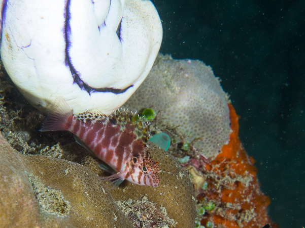 Threadfin Hawkfish