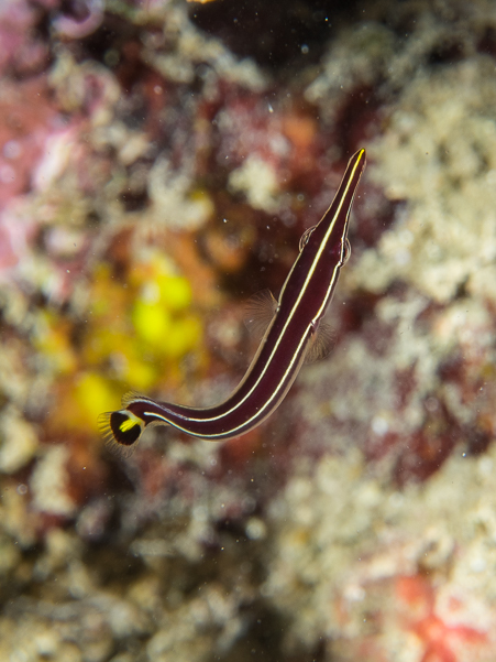 Urchin Clingfish