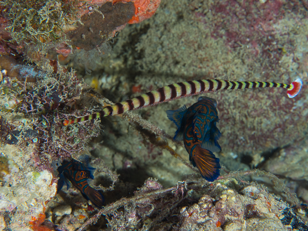 Ringed Pipefish