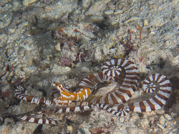 Wunderpus