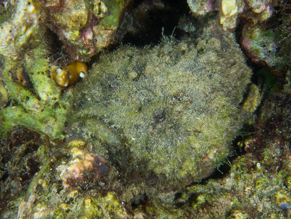 Reef Stonefish