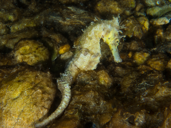 Zebra-snout Seahorse