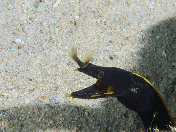 Ribbon Eel (juvenile)