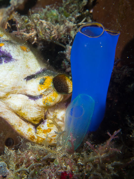 Tunicate