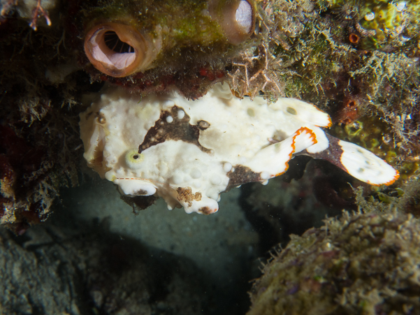 Warty Frogfish