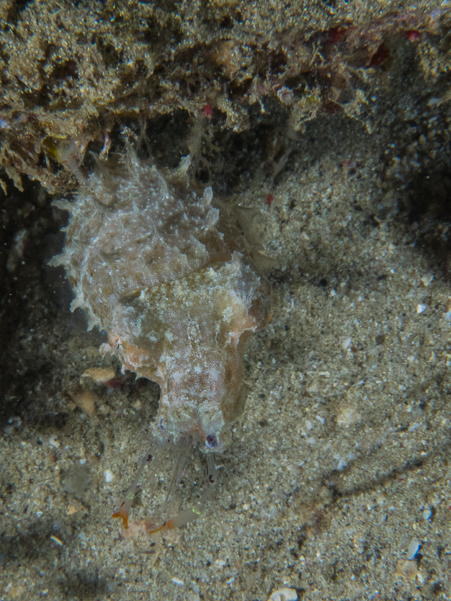 Dwarf Cuttelfish