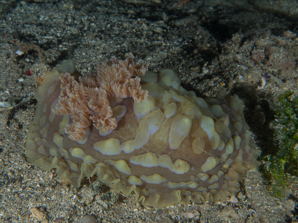 Lumpy Asteronotus Nudibranch