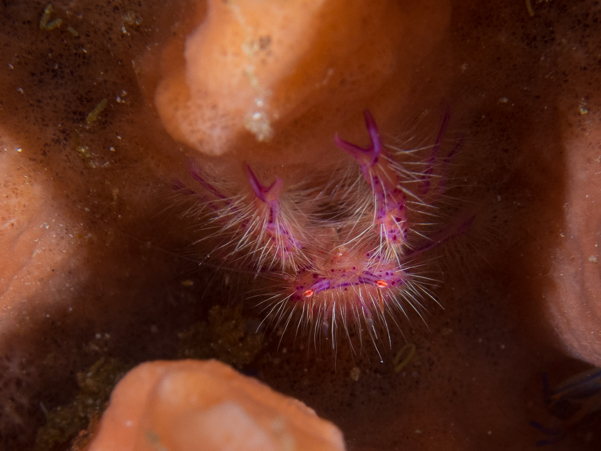 Hairy Squat Lobster