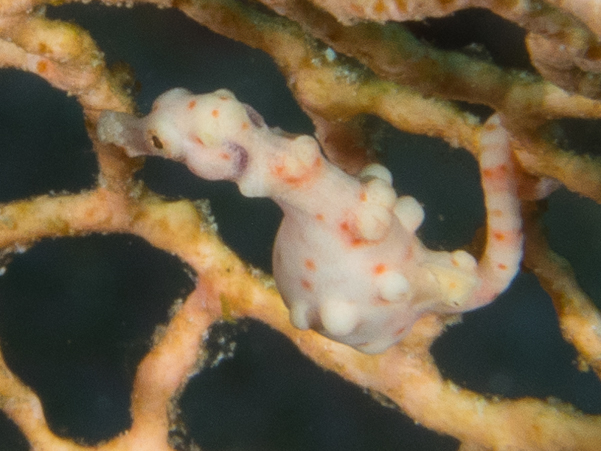 Denise Pygmy Seahorse