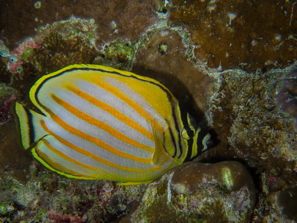 Ornate Butterfyfish