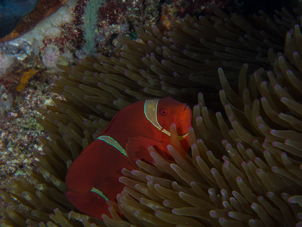 Spinecheek Anemonefish