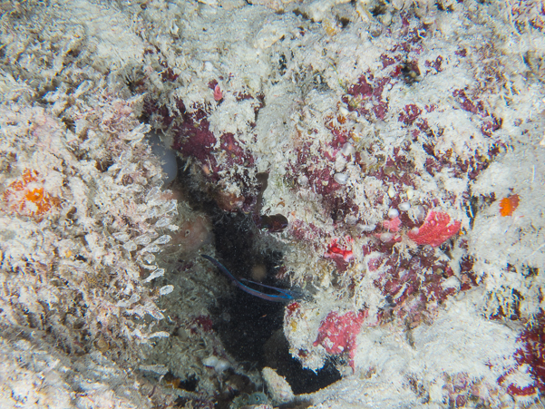 Berry's Bobtail Squid