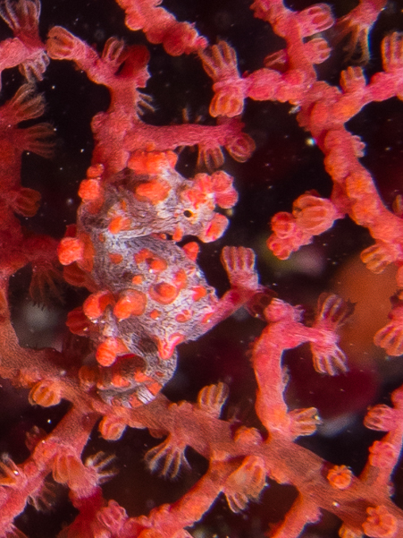 Bargibanti Pygmy Seahorse