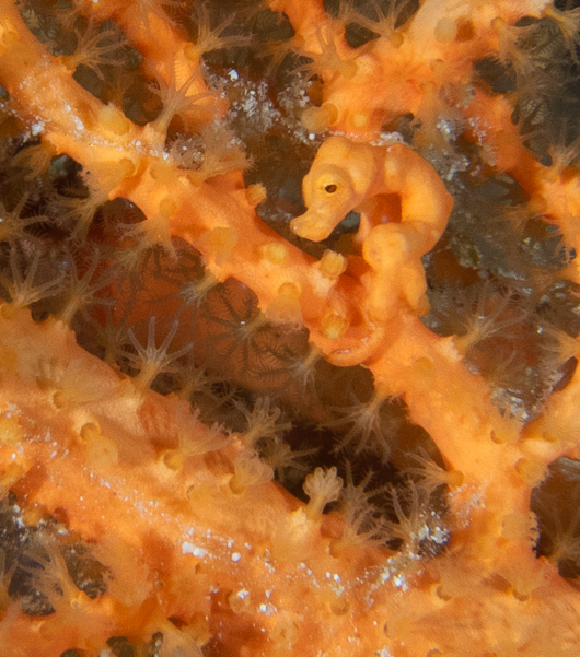 Denise Pygmy Seahorse