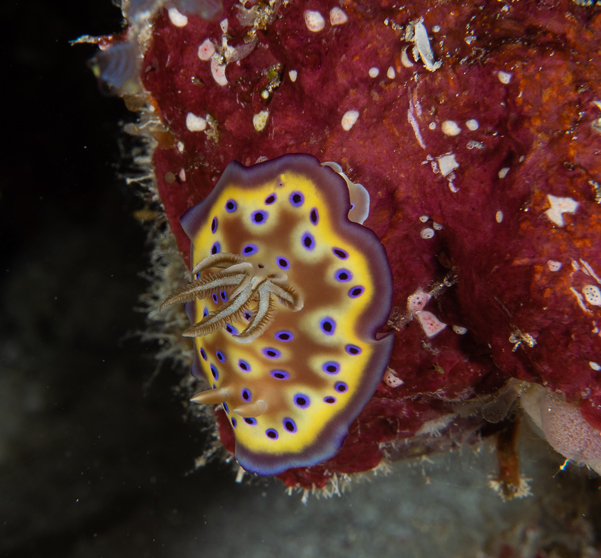 Kunie's Chromodoris