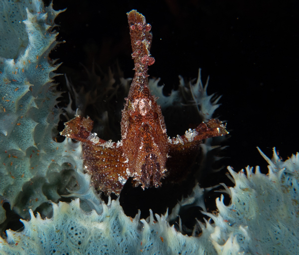 Leaf Scorpionfish