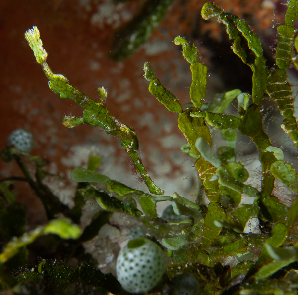 Halimeda Ghost Pipefish