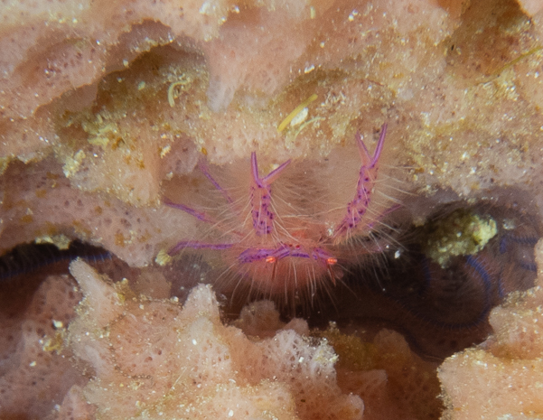 Hairy Squat Lobster