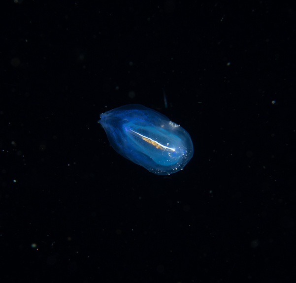 Pelagic tunicate