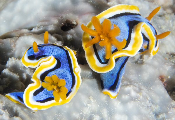 Anna's Chromodoris