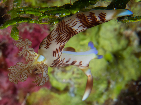 Lined Nembrotha