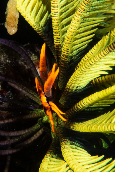 Baba's Crinoid Squat Lobster