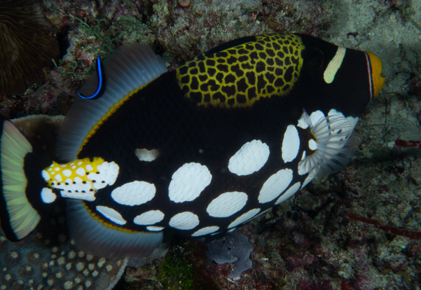 Clown Triggerfish