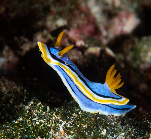 Anna's Chromodoris