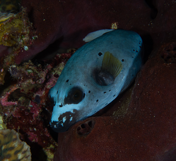 Blackspotted Puffer