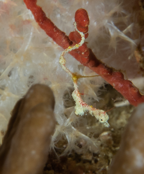 Rumengan's Pipefish