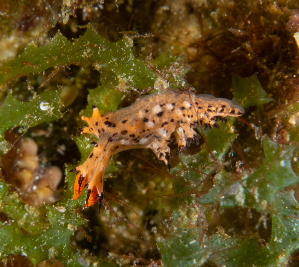 Penniger Thecacera