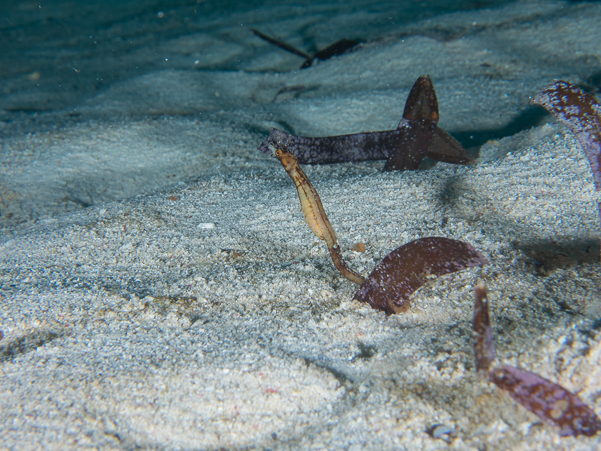 Shortpouch Pygmy Pipehorse