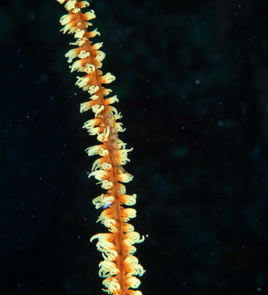 Wire Coral Goby