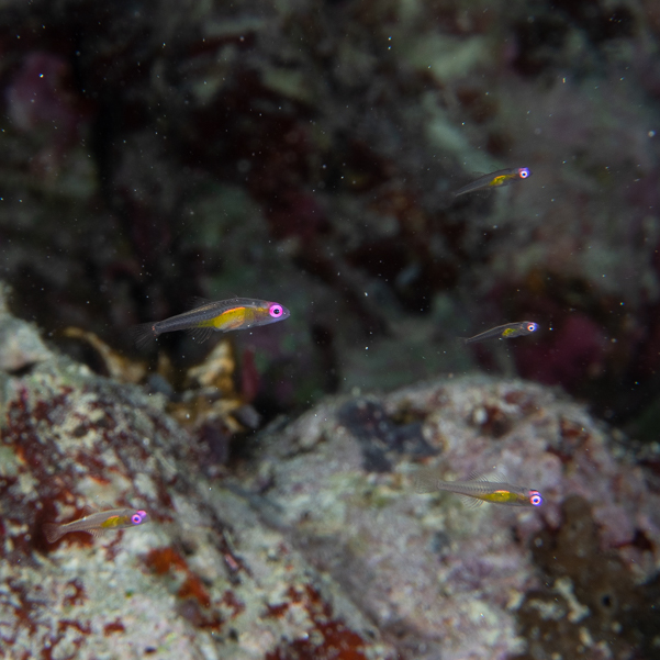 Pinkeye Goby