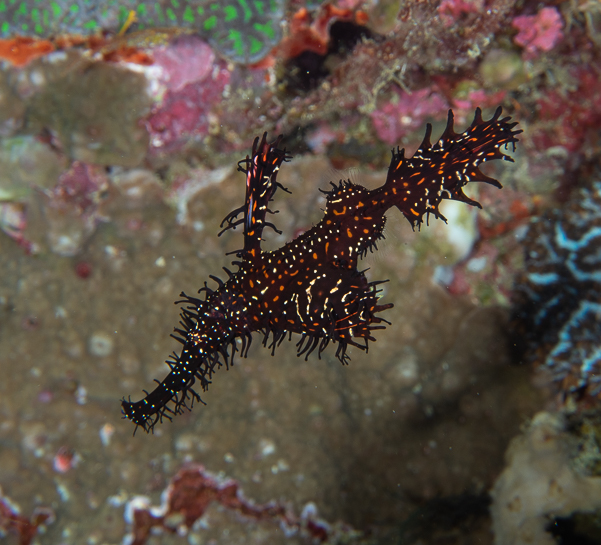 Ornate Ghost Pipefish