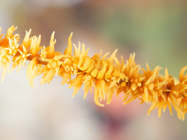 Zanzibar Whip Coral Shrimp