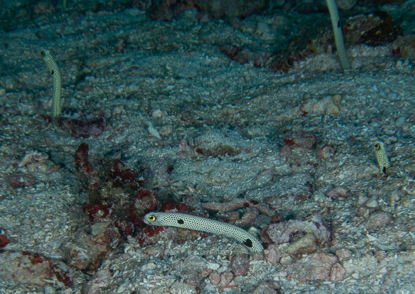 Spotted Garden Eel