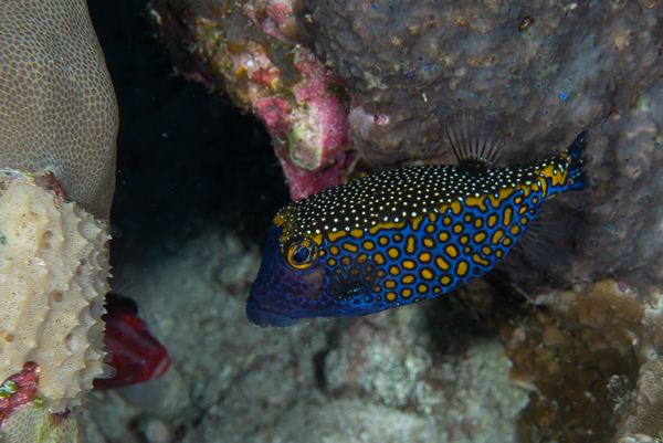 Spotted Boxfish