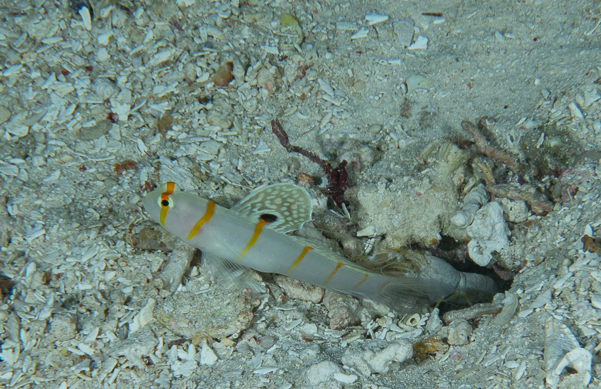 Randall's Shrimpgoby 