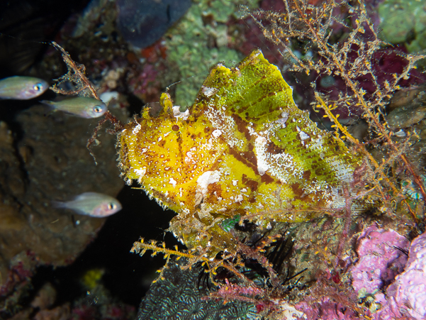 Leaf Scorpionfish