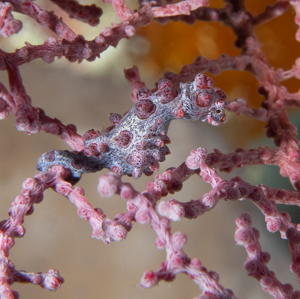 Bargibanti Pygmy Seahorse