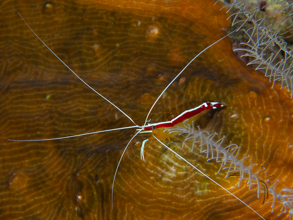 White-banded Cleaner Shrimp