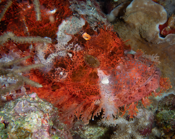 Tasseled Scorpionfish