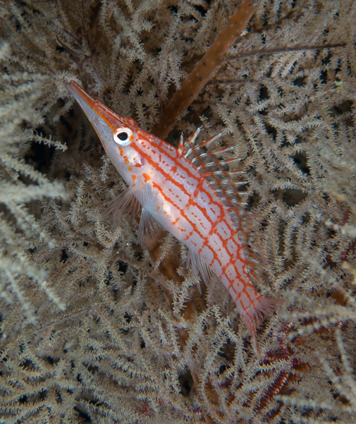 Longnose Hawkfish