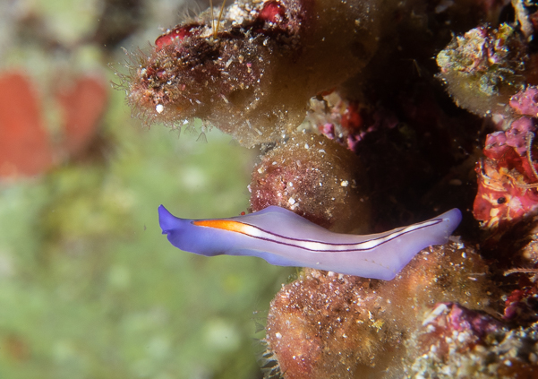 Racing Stripe Flatworm