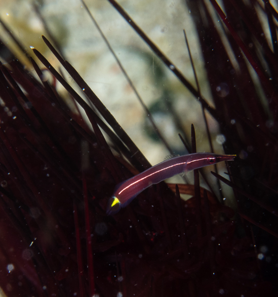 Urchin Clingfish