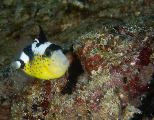 Juvenile Yellowmargin Triggerfish