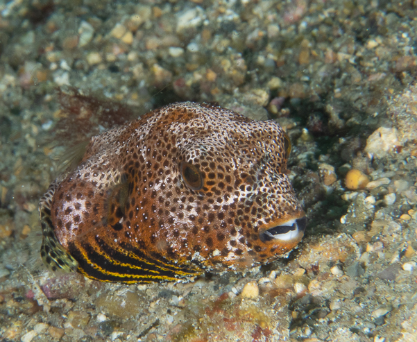 Juvenile Star Puffer